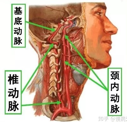 颈部大血管图.jpg